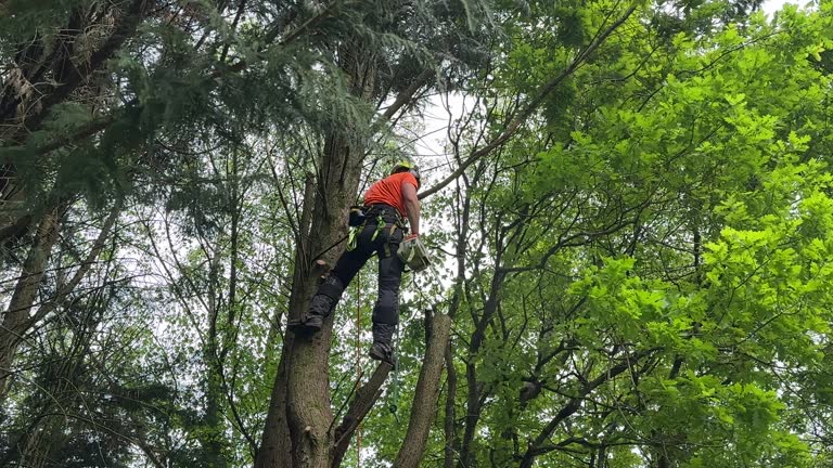 Best Tree Maintenance Programs  in Paulsboro, NJ